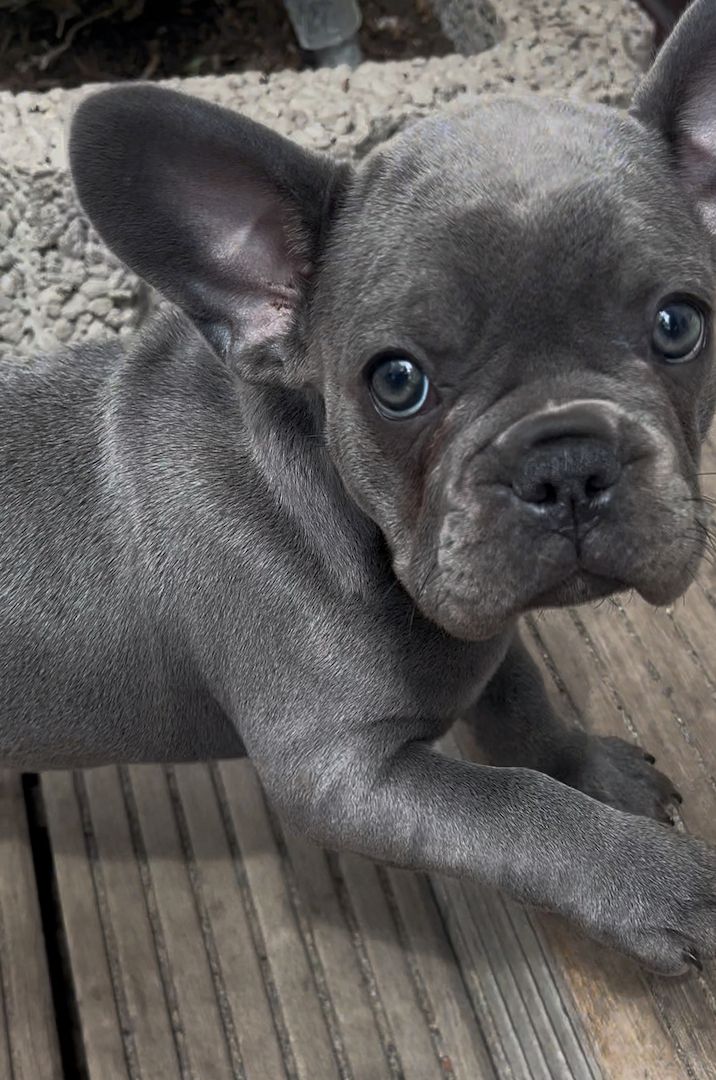 Französische Bulldogge Welpe Mädchen Blue Silver Farbe mit Ahnentafeln Französische Bulldogge Welpe Mädchen Blue Silver Farbe mit Ahnentafeln