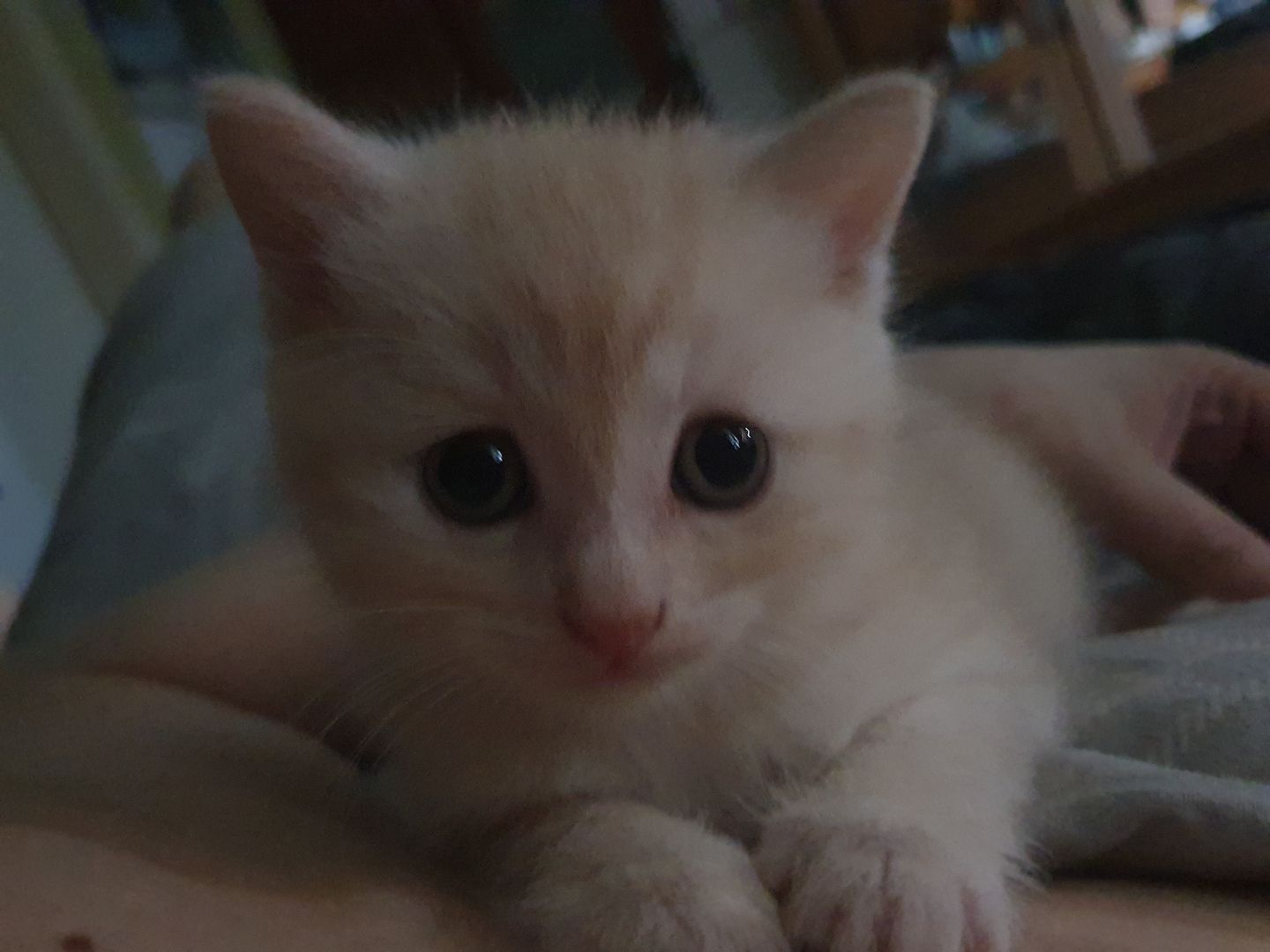 2 Mix Kitten 12 Wochen und 1 Mix Dame 6 Monate suchen vielleicht genau Dich!