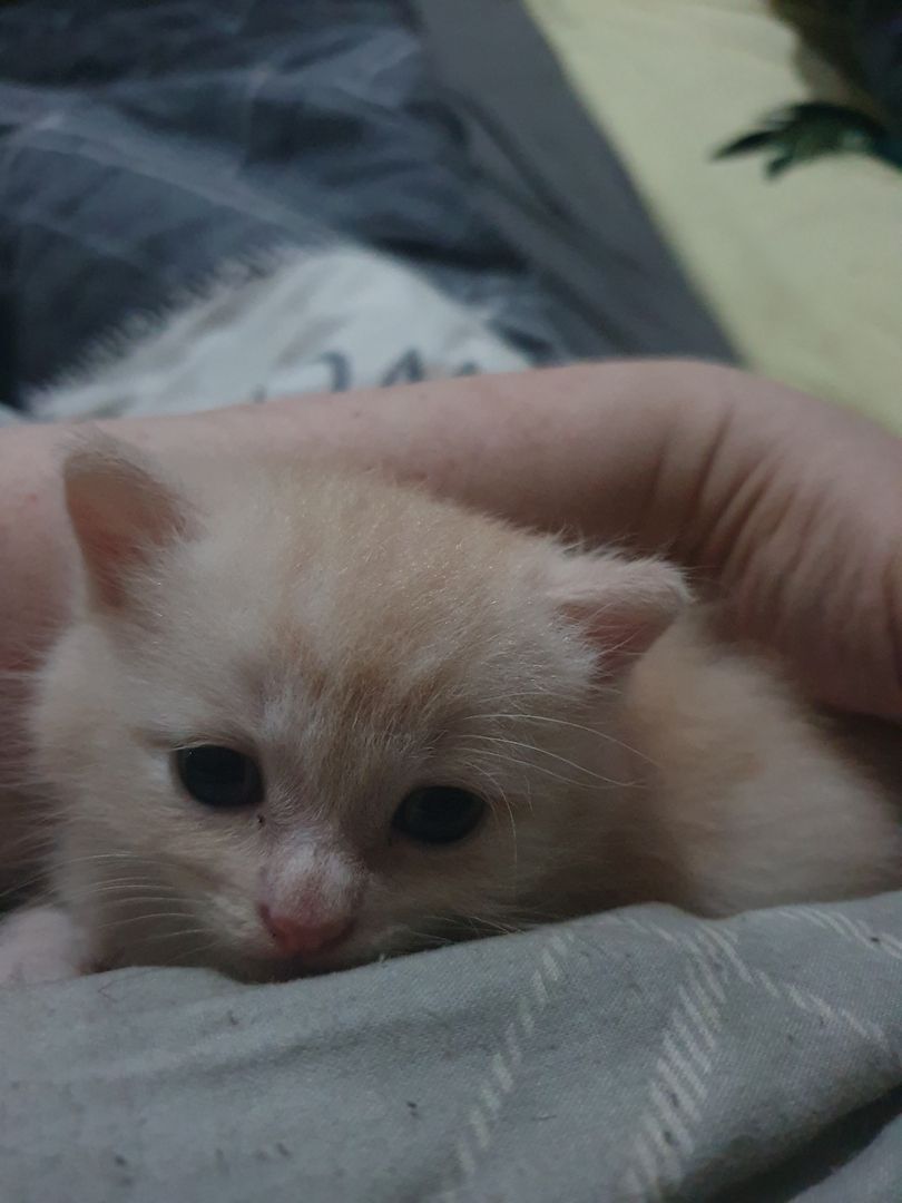 2 Mix Kitten 12 Wochen und 1 Mix Dame 6 Monate suchen vielleicht genau Dich!