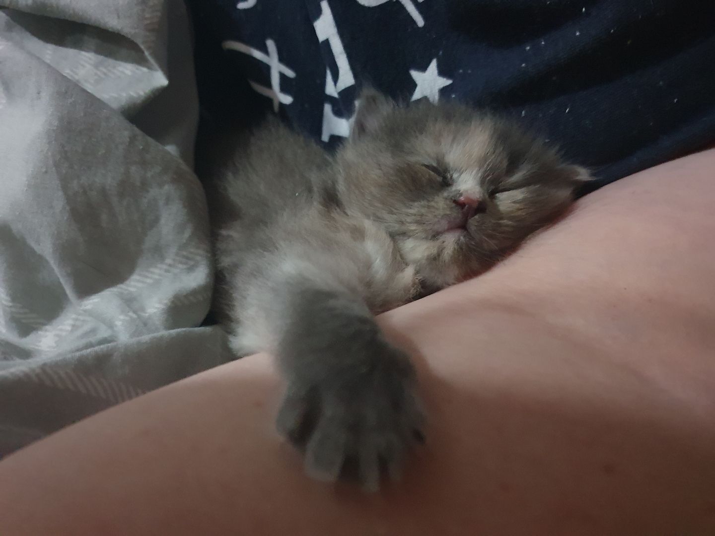 2 Mix Kitten 12 Wochen und 1 Mix Dame 6 Monate suchen vielleicht genau Dich!