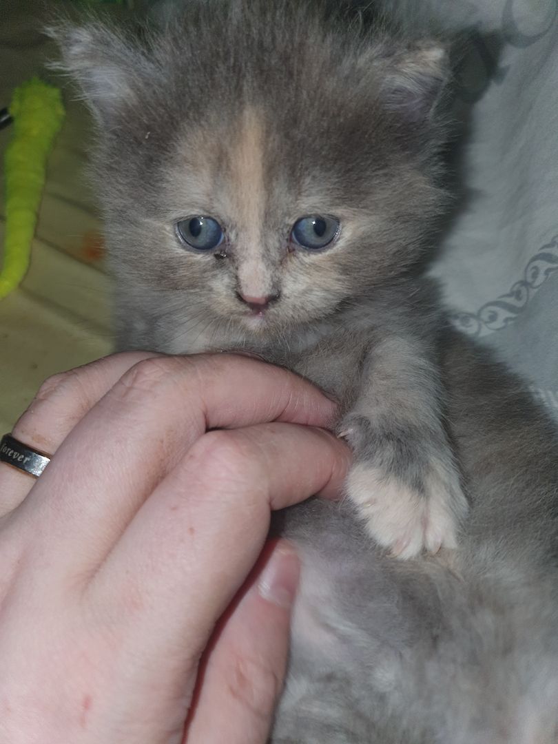 2 Mix Kitten 12 Wochen und 1 Mix Dame 6 Monate suchen vielleicht genau Dich!