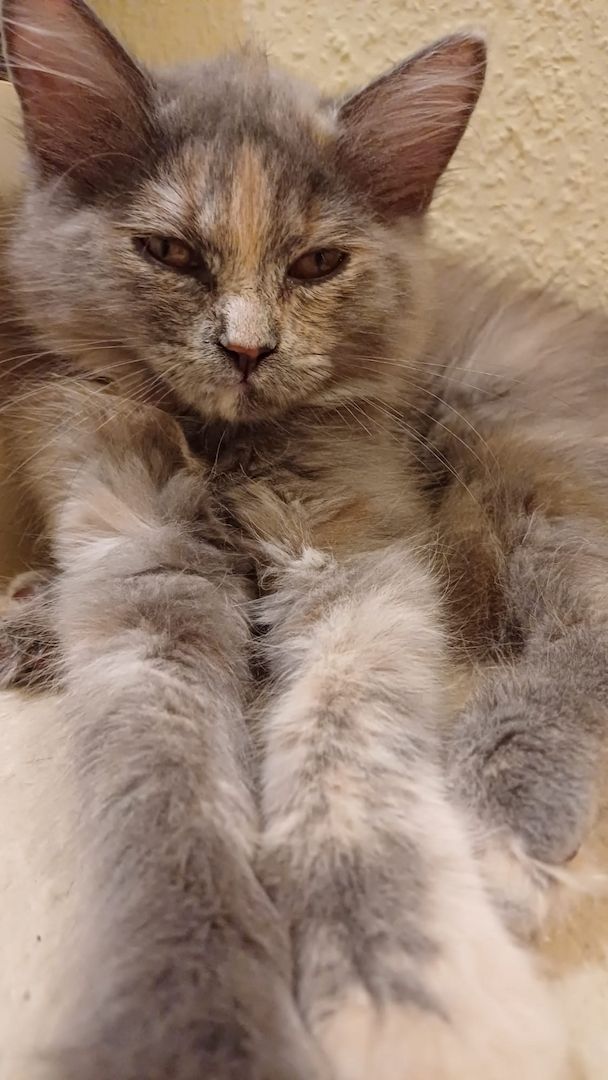 2 Mix Kitten 12 Wochen und 1 Mix Dame 6 Monate suchen vielleicht genau Dich!