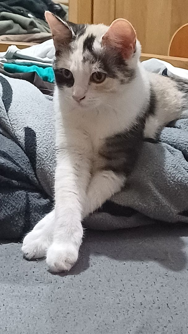 2 Mix Kitten 12 Wochen und 1 Mix Dame 6 Monate suchen vielleicht genau Dich!