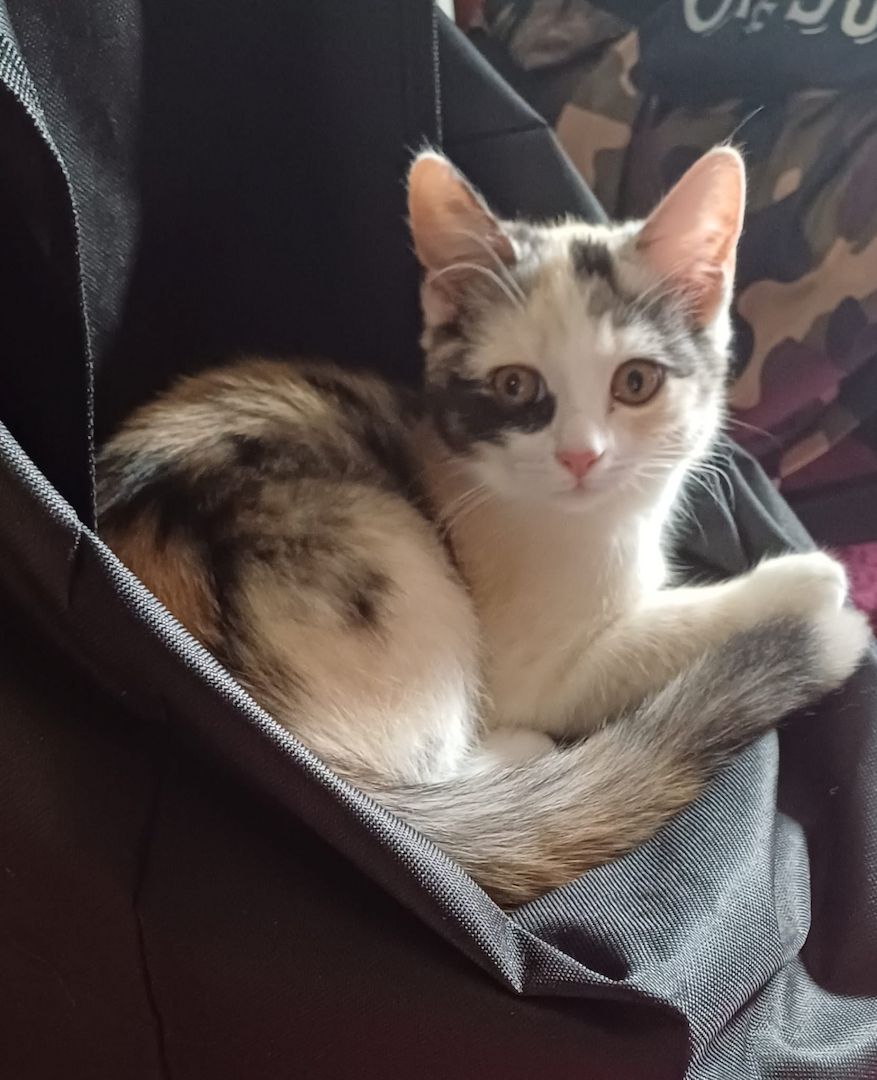 2 Mix Kitten 12 Wochen und 1 Mix Dame 6 Monate suchen vielleicht genau Dich!