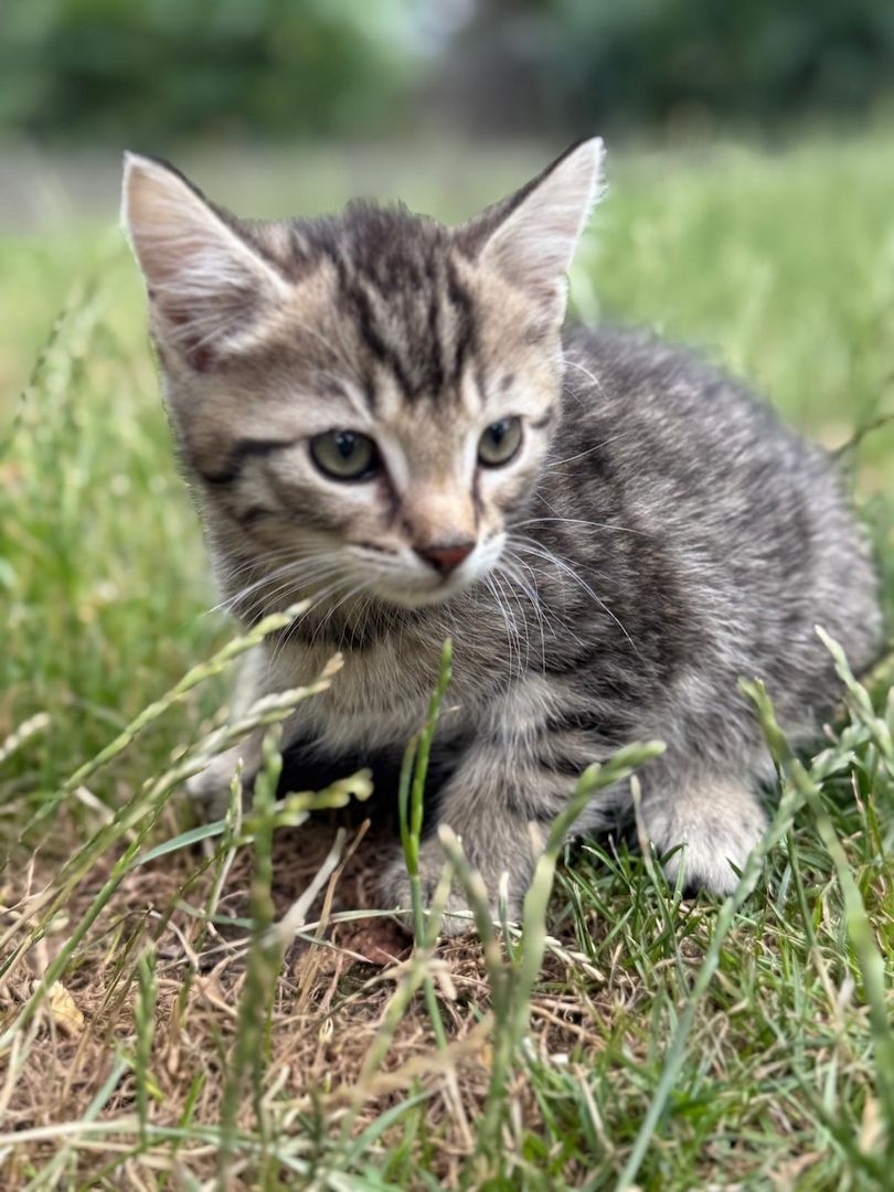 Mischlingskätzchen (alle 4x Kater)