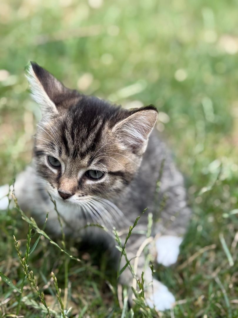 Mischlingskätzchen (alle 4x Kater)