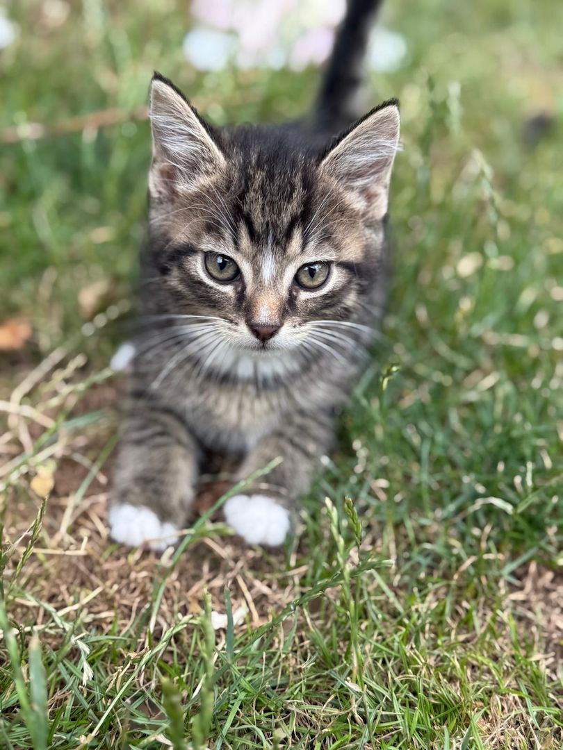 Mischlingskätzchen (alle 4x Kater)