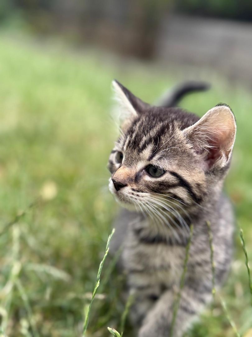Mischlingskätzchen (alle 4x Kater)