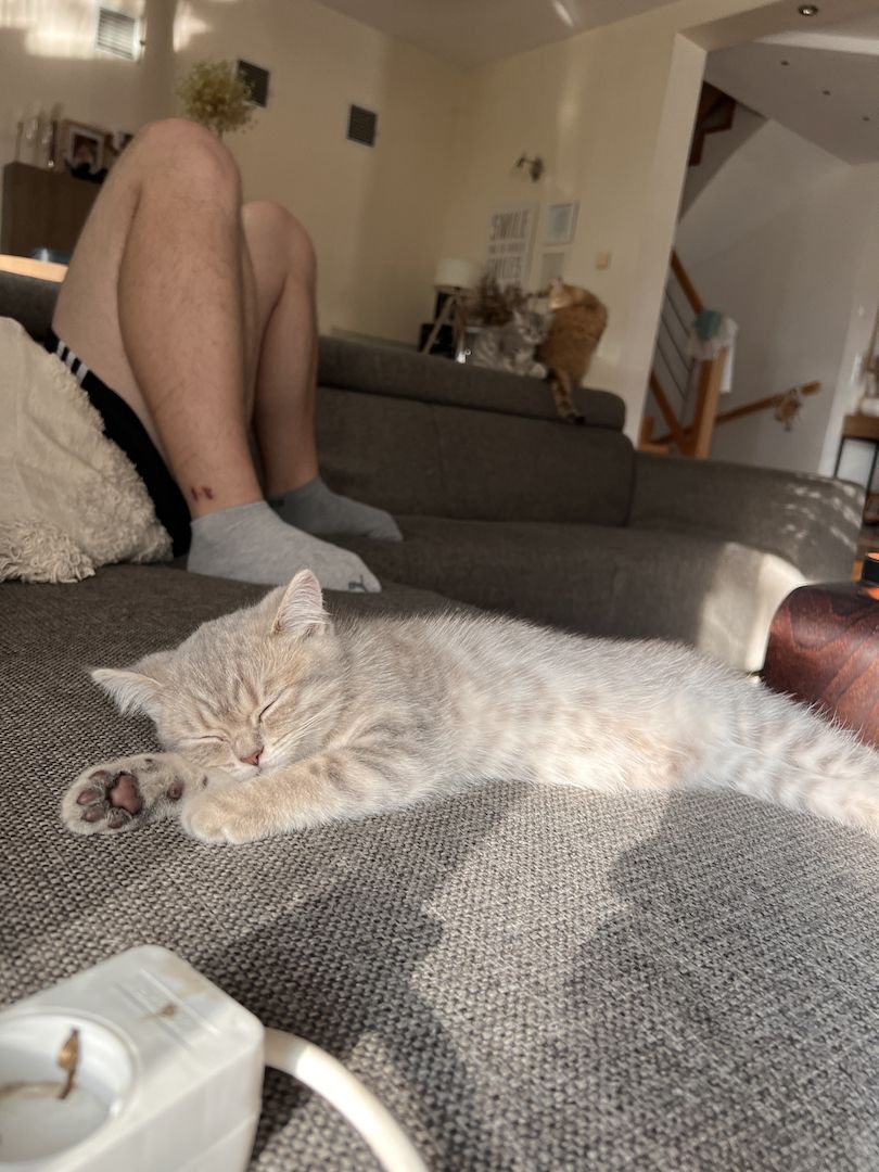 Bkh britisch Kurzhaar kitten Katzen reinrassig