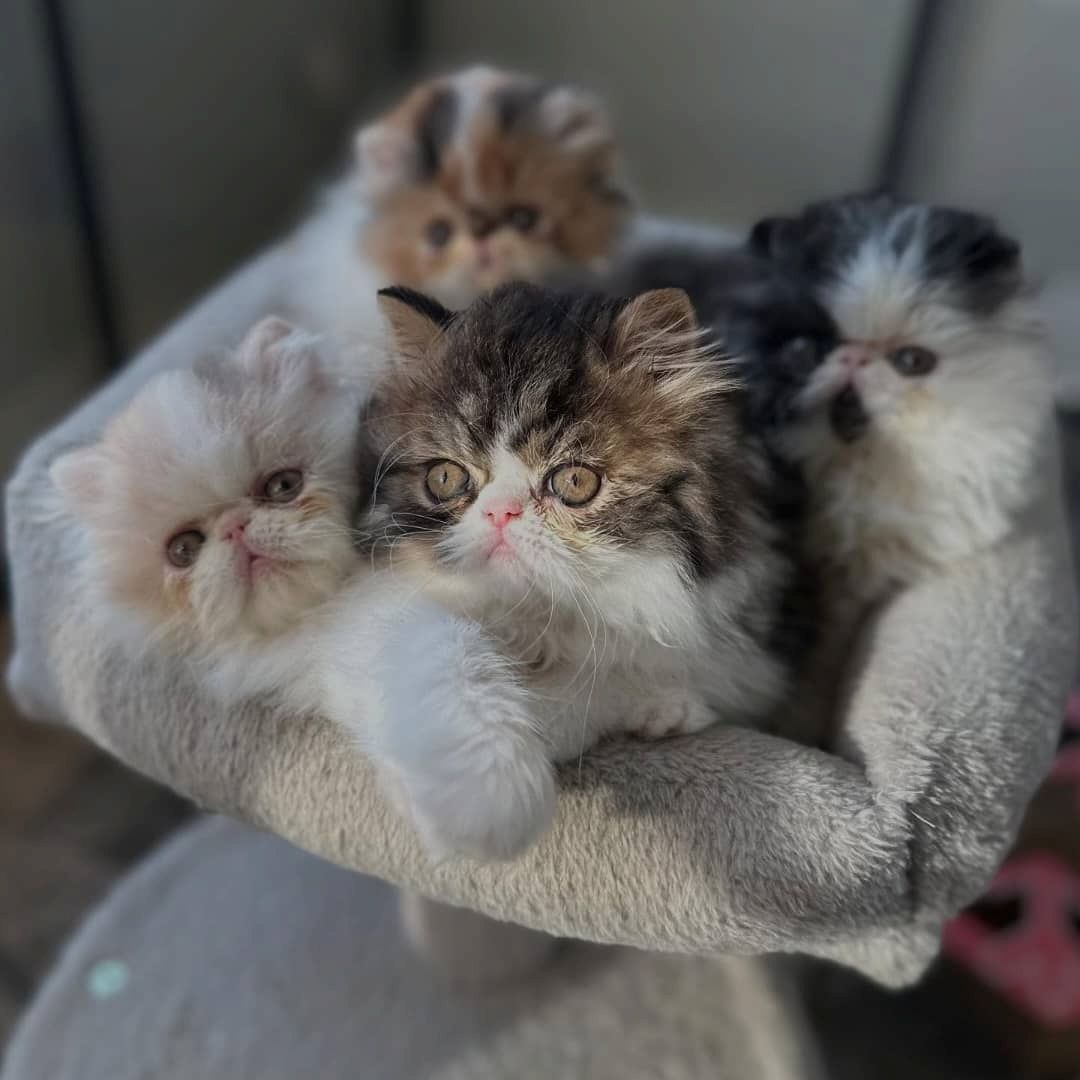 Perserkätzchen zur Adoption