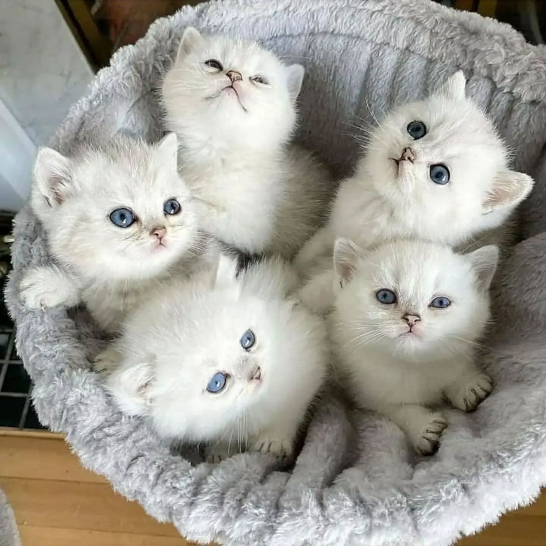 Süße Ragdoll-Kätzchen