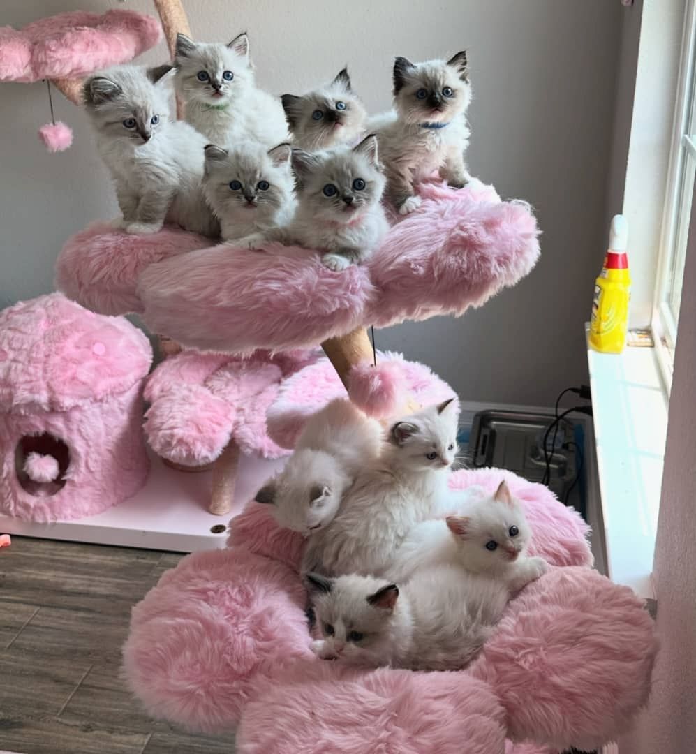 Ragdoll-Kätzchen verfügbar