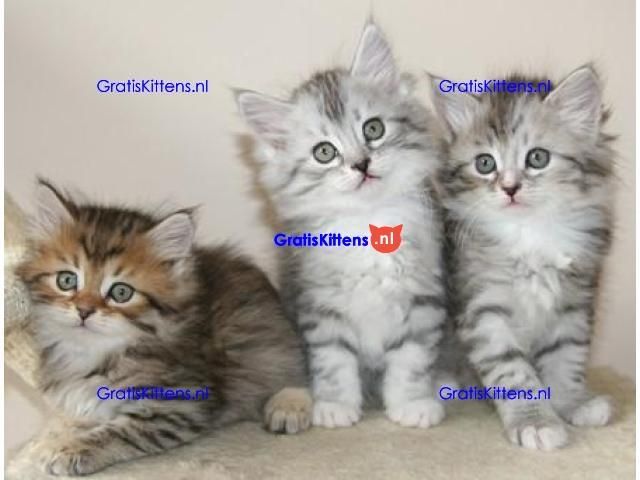 Sibirische Kätzchen abzugeben