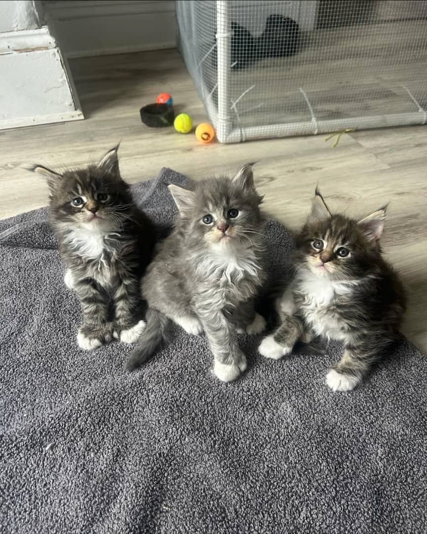 Maine-Coon-Kätzchen zur Adoption