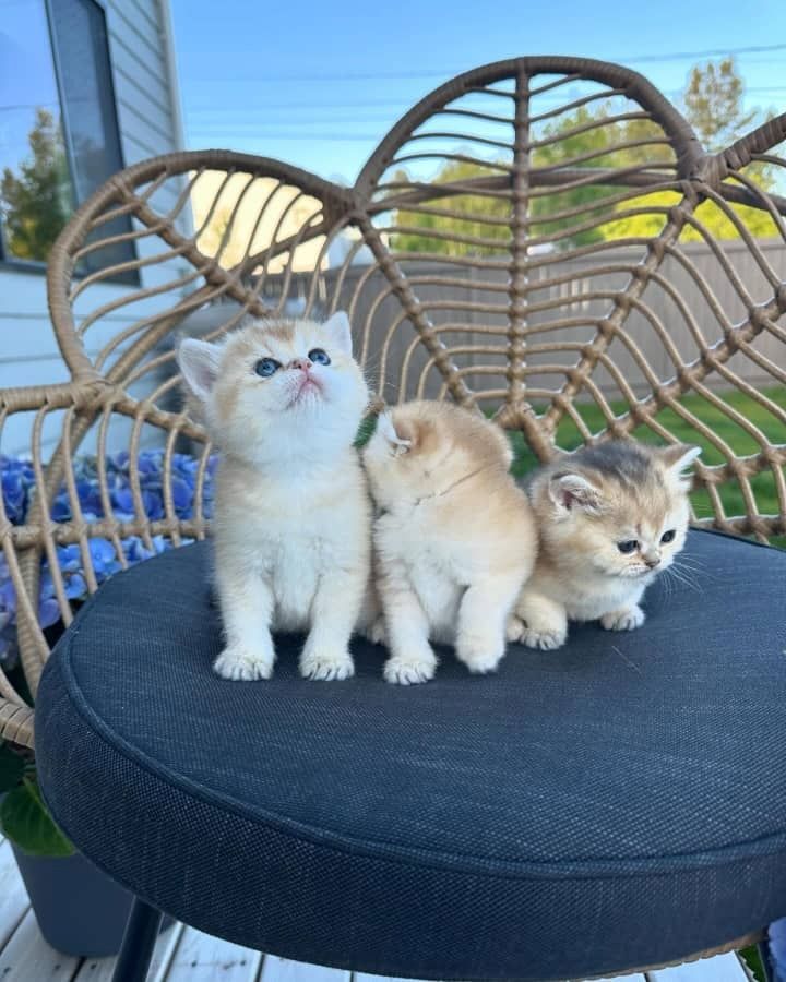 Registrierte Scottish Fold Kätzchen