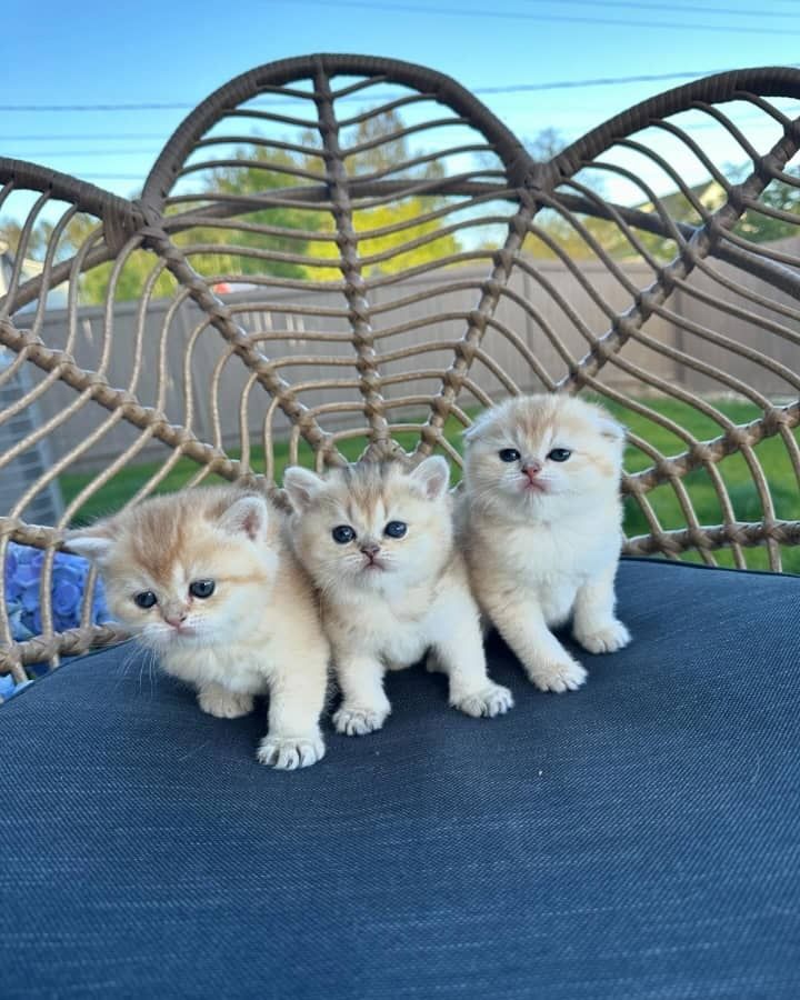 Registrierte Scottish Fold Kätzchen