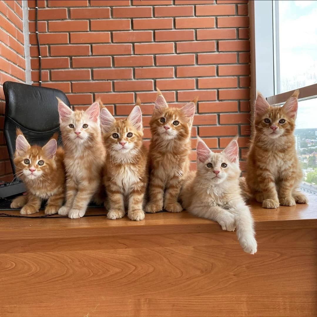 Maine Coon Kätzchen zu vermitteln