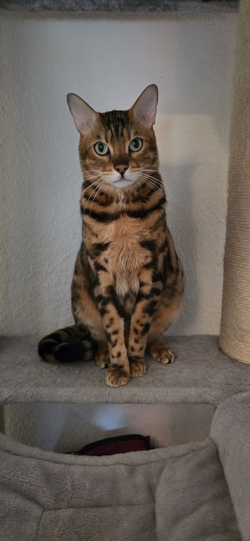 Bengal Kater Balu