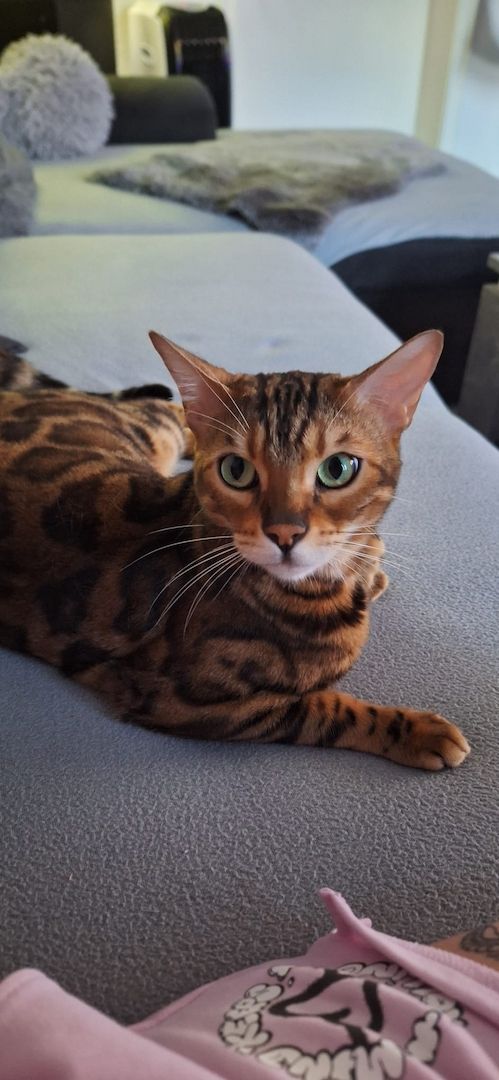 Bengal Kater Balu