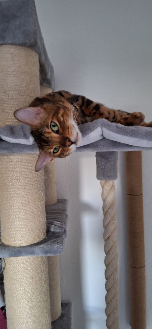 Bengal Kater Balu