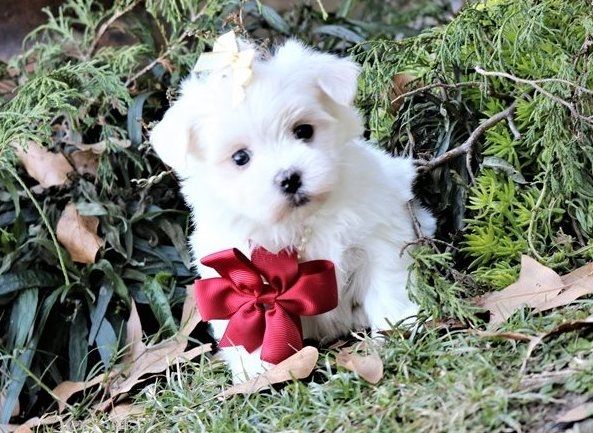 Malteserwelpen zu verkaufen.