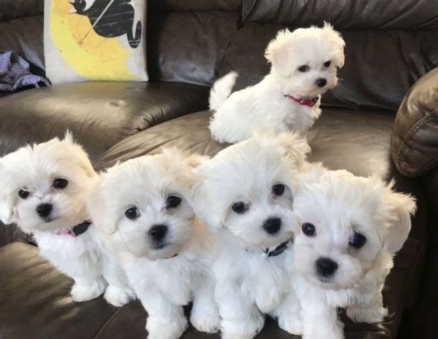 Gut sozialisierte Malteserwelpen