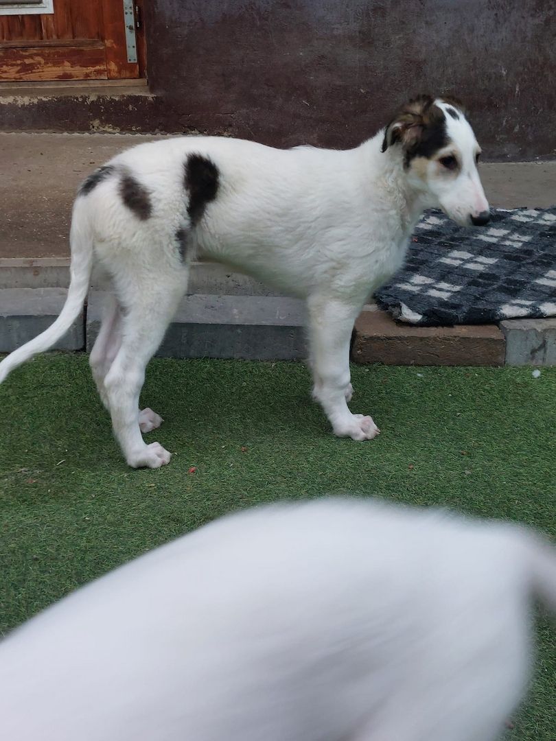 Barsoi-Welpen ab sofort verfügbar!