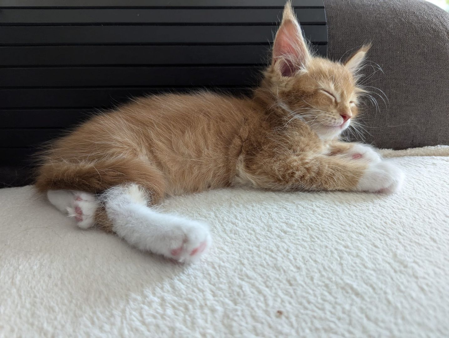 🐾 Maine Coon Kitten mit Herz & Magie – aus liebevoller Hobbyzucht „From Blasket Rock“