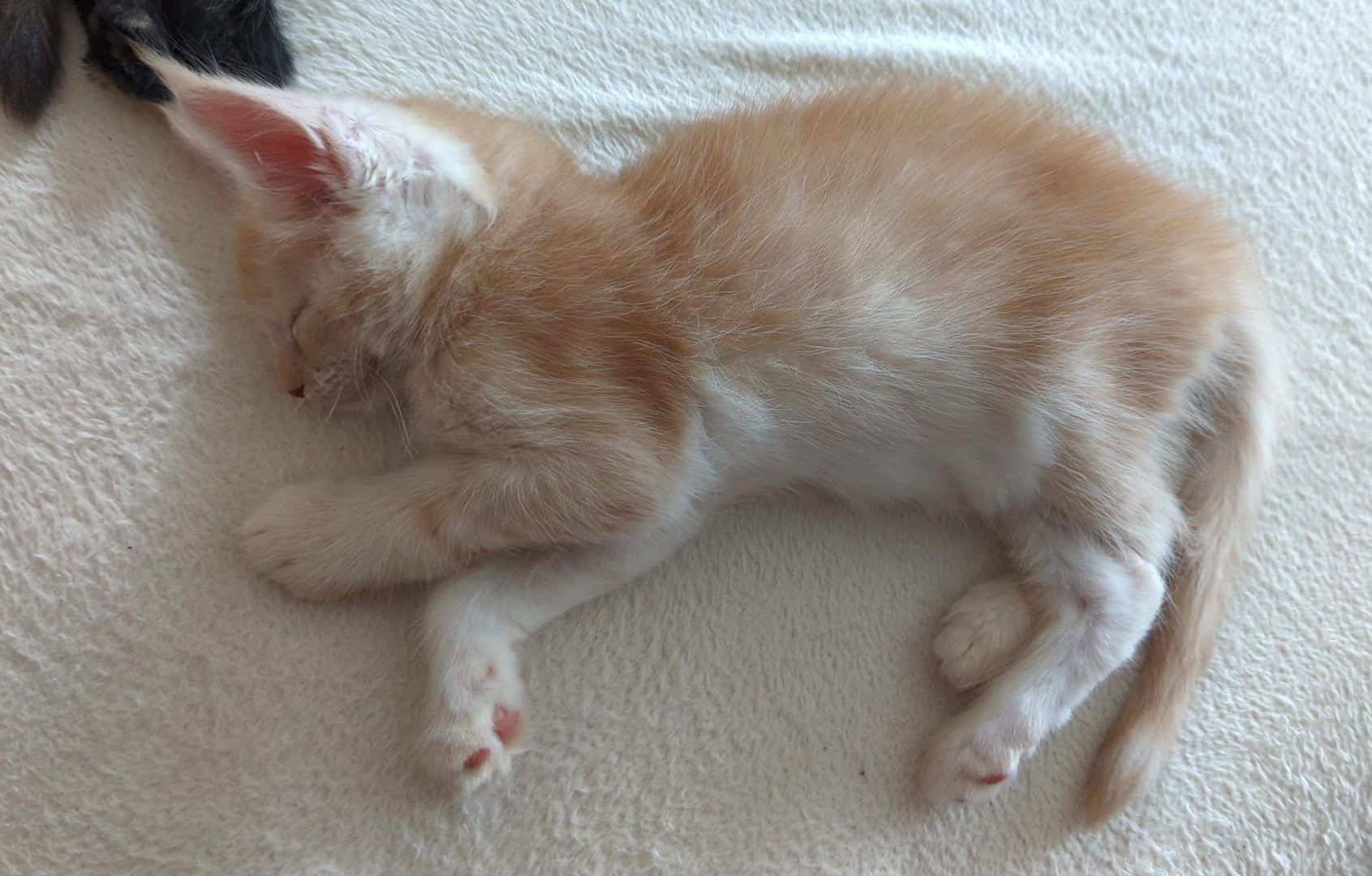 🐾 Maine Coon Kitten mit Herz & Magie – aus liebevoller Hobbyzucht „From Blasket Rock“