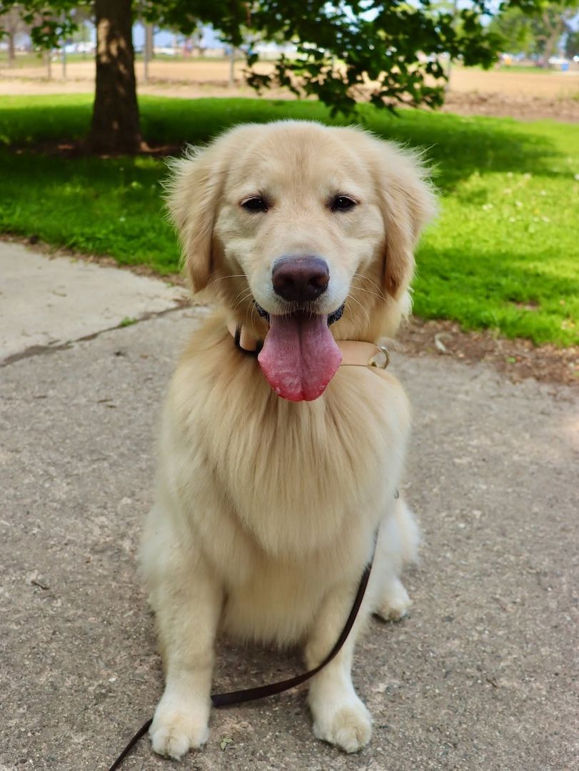 Golden Retriever Welpe