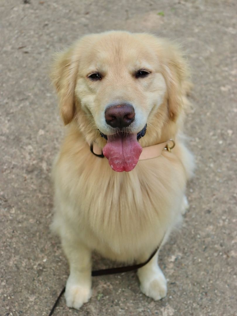 Golden Retriever Welpe