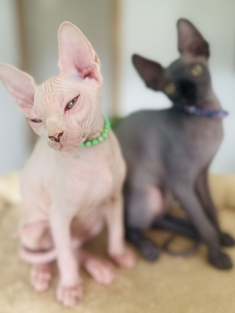 Sphynx-Kitten suchen ein liebevolles Zuhause