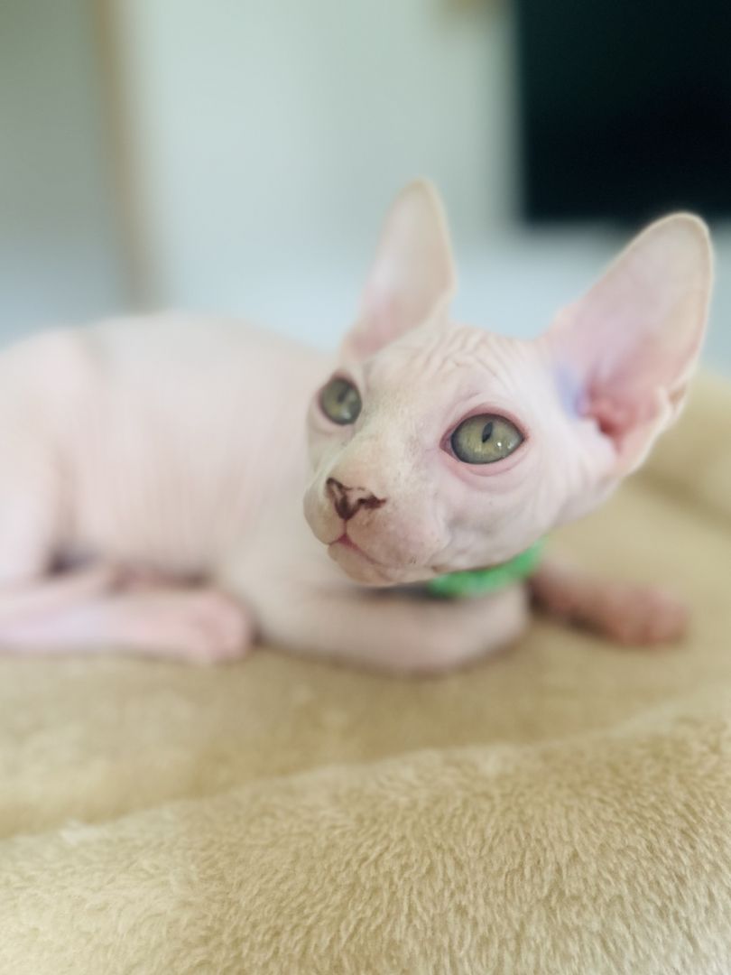 Sphynx-Kitten suchen ein liebevolles Zuhause