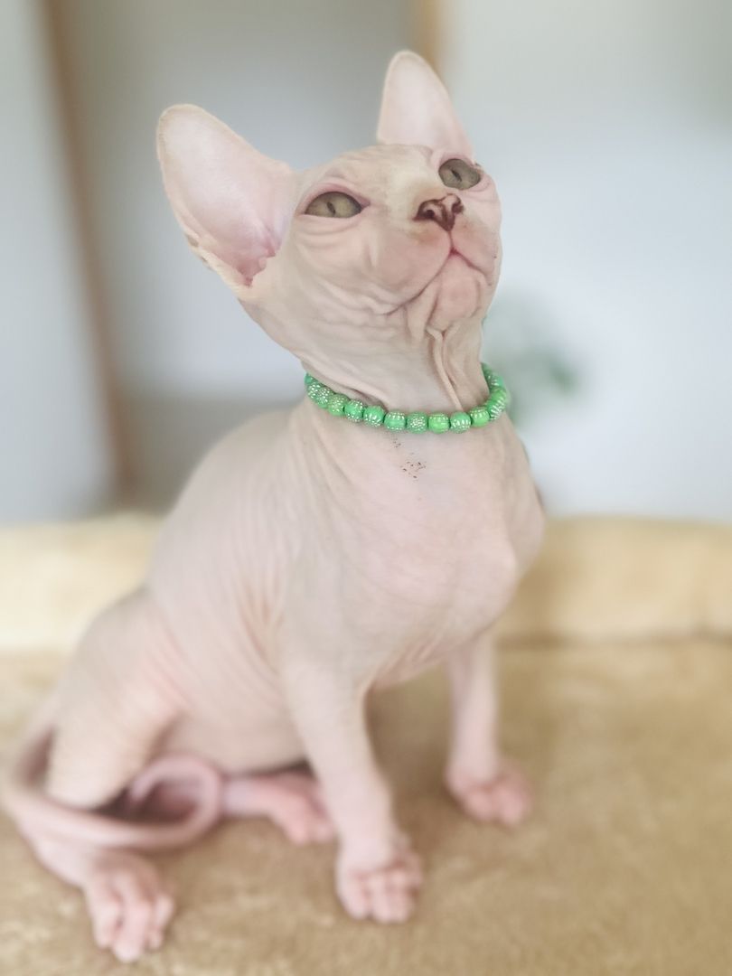 Sphynx-Kitten suchen ein liebevolles Zuhause