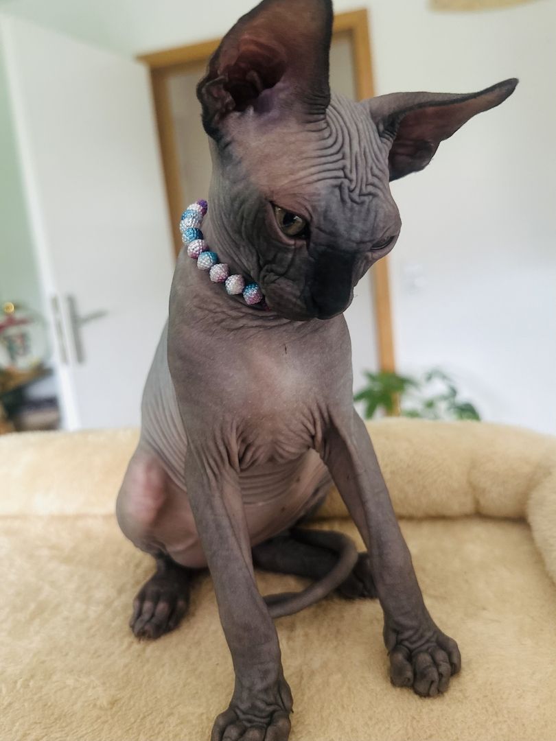 Sphynx-Kitten suchen ein liebevolles Zuhause