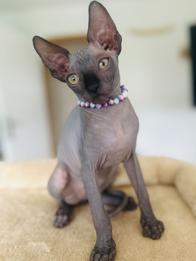 Sphynx-Kitten suchen ein liebevolles Zuhause