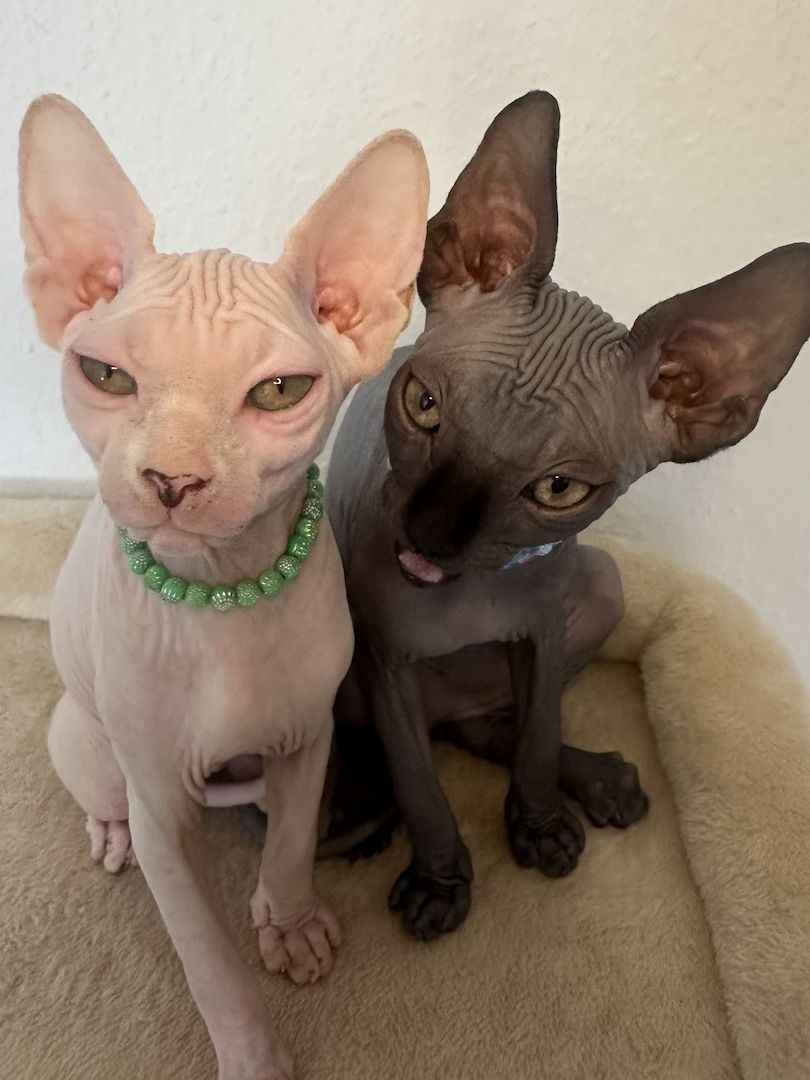Sphynx-Kitten suchen ein liebevolles Zuhause
