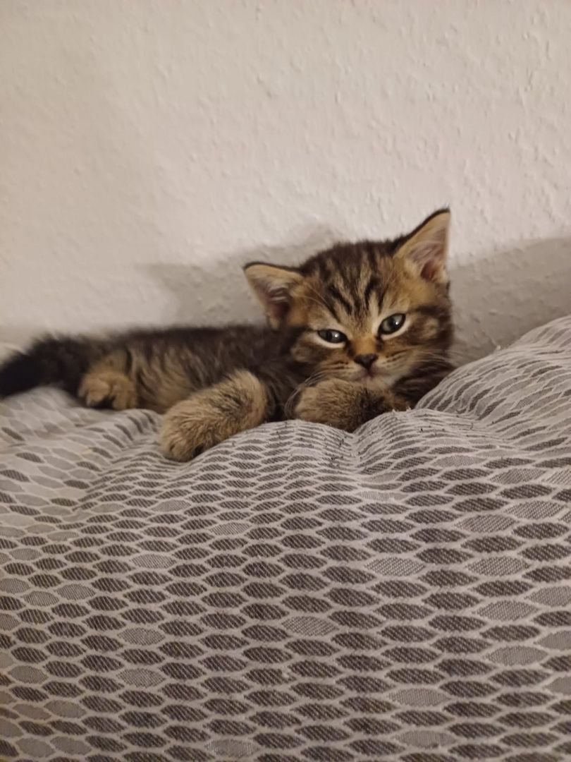 Wunderschöne Samtpfoten