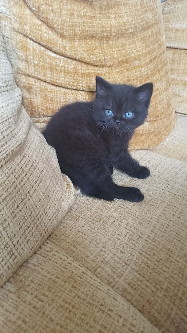 Wunderschöne Samtpfoten