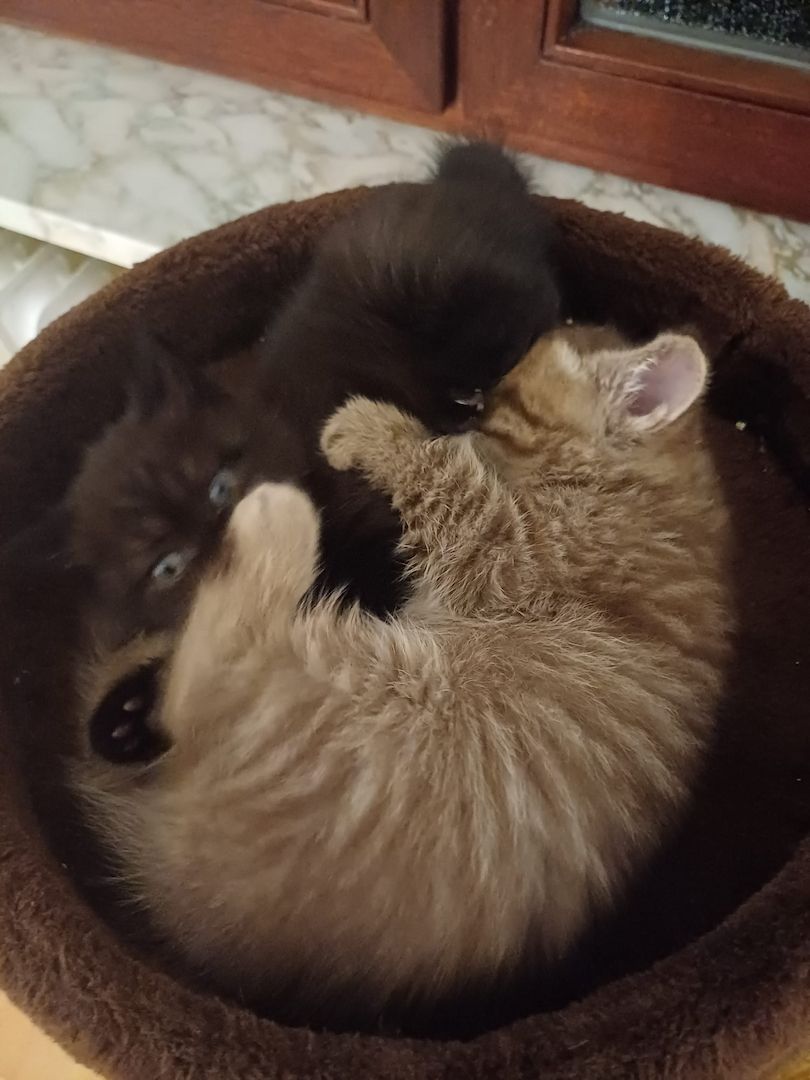 Wunderschöne Samtpfoten