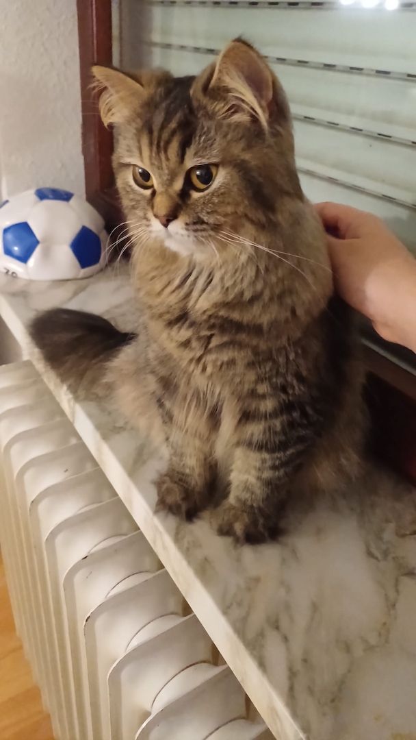 Wunderschöne Samtpfoten