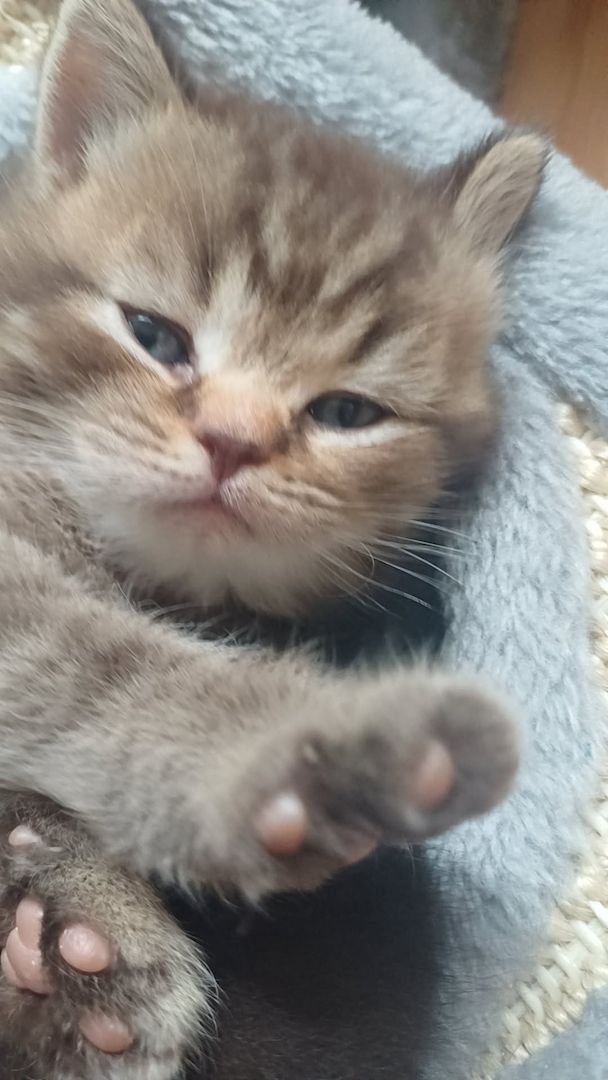 Wunderschöne Samtpfoten