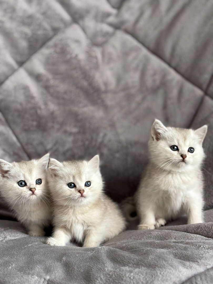 BKH Kitten in silber und braun