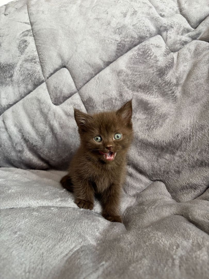 BKH Kitten in silber und braun