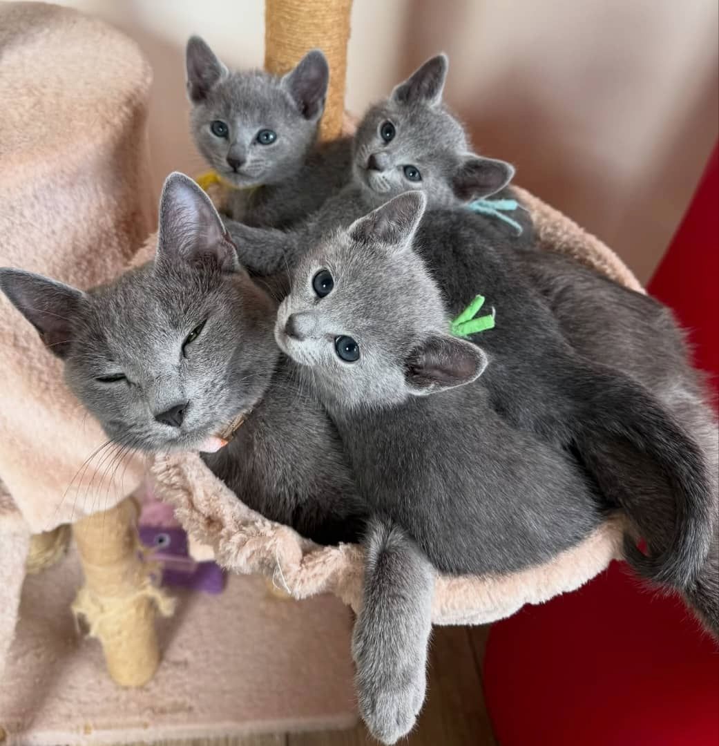 Süße Russisch Blau Kätzchen zur kostenlosen Adoption