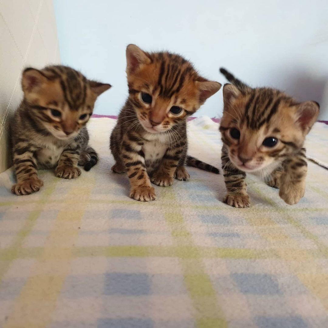 Bengalkatze zu vermitteln