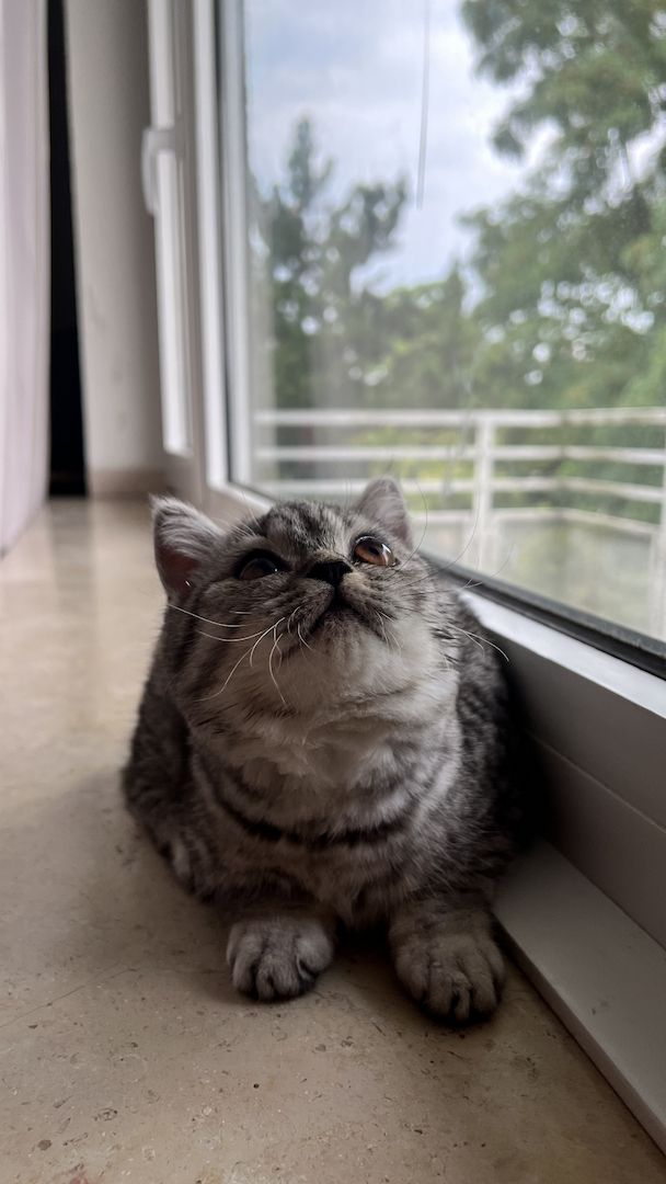 Katzenbaby weibliche Kätzchen Mix-Kitten BKH Perser