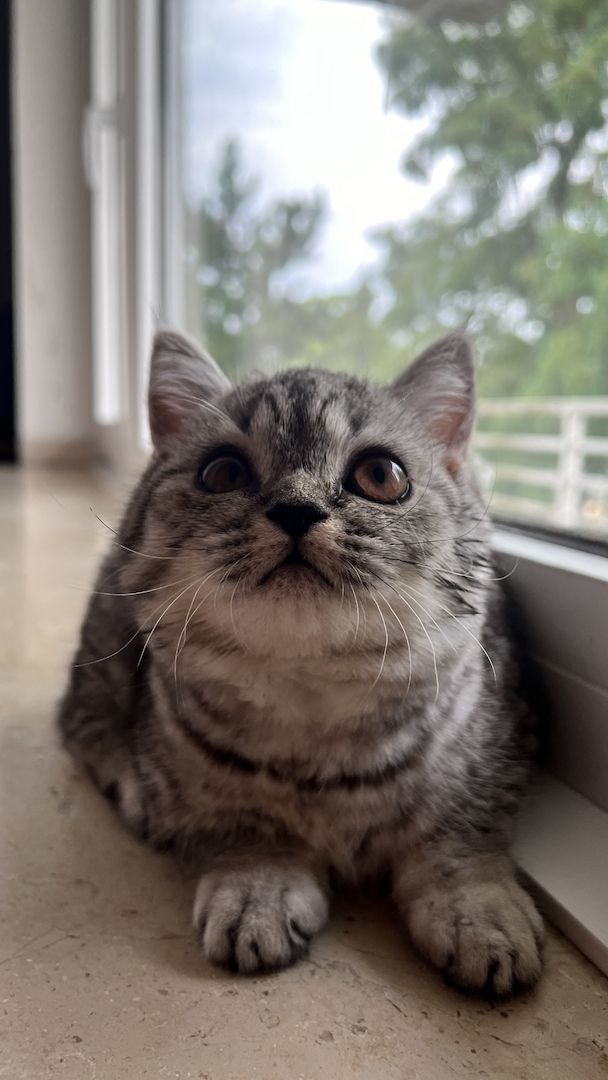 Katzenbaby weibliche Kätzchen Mix-Kitten BKH Perser