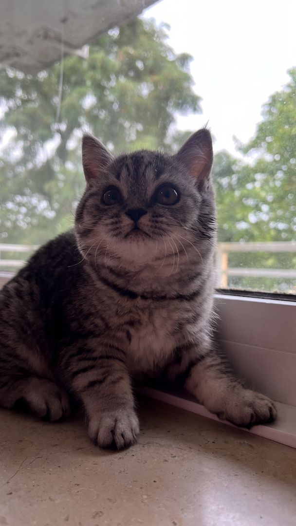 Katzenbaby weibliche Kätzchen Mix-Kitten BKH Perser