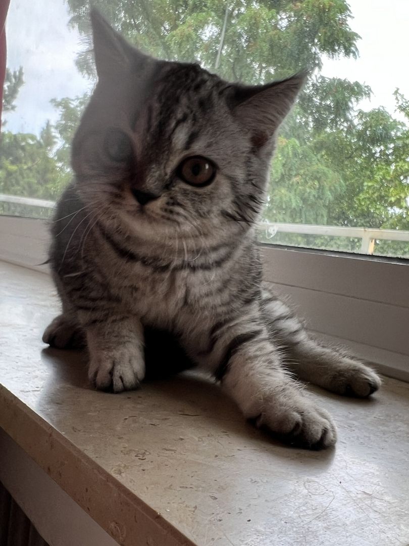 Katzenbaby weibliche Kätzchen Mix-Kitten BKH Perser